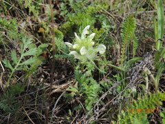 Pedicularis dasystachys