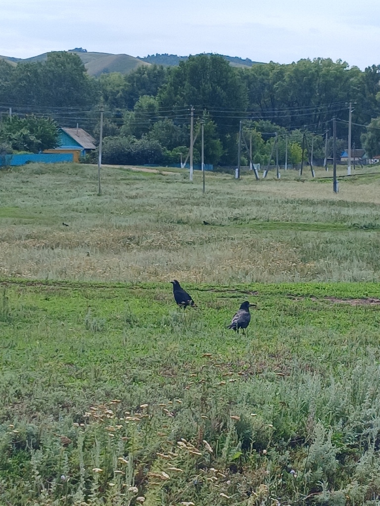 Rook from Утягулово, Респ. Башкортостан, Россия, 453394 on July 22 ...
