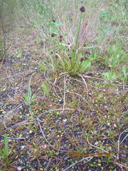 Juncus caespiticius