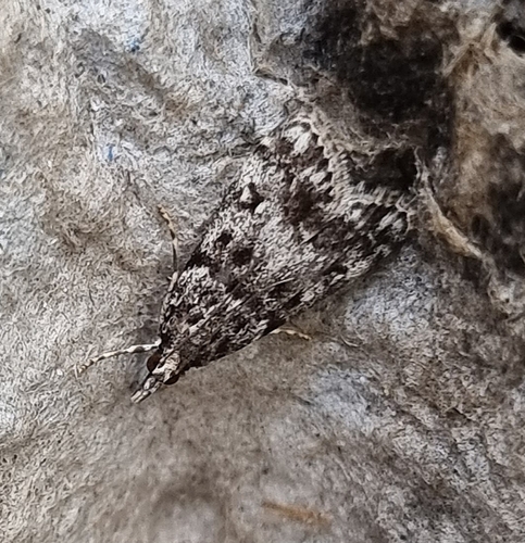 Eudonia lacustrata