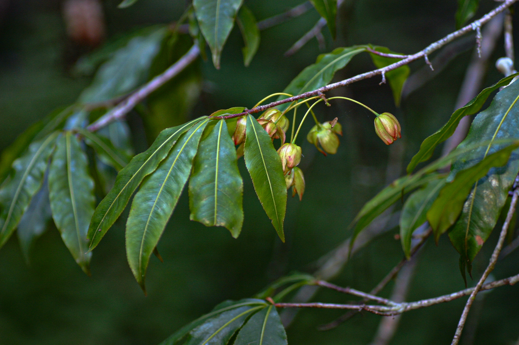 Red Ironwood