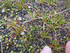 Juncus caespiticius