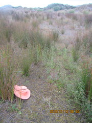 Juncus caespiticius