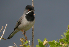 Curruca ruppeli