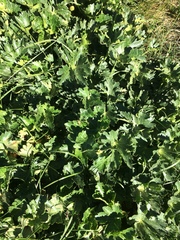 Ranunculus anemoneus
