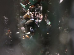 Pterorhinus chinensis monachus