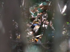 Pterorhinus chinensis monachus