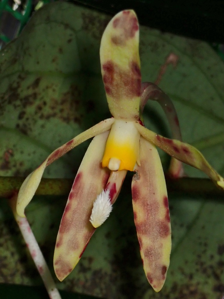 Dipodium