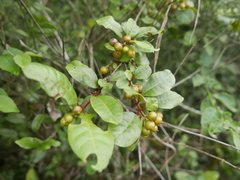 Psorospermum