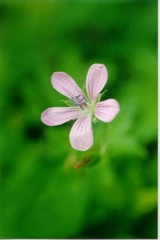 Geranium maximowiczii