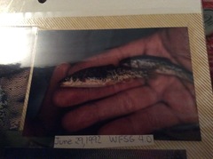 Rhinichthys osculus 8