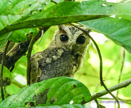 Otus lettia