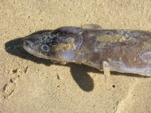 Conger wilsoni