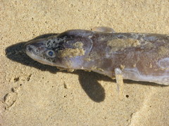 Conger wilsoni