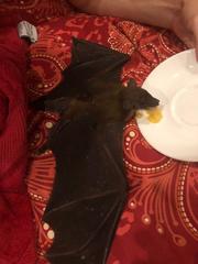 Rousettus aegyptiacus