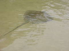 Hemitrygon fluviorum