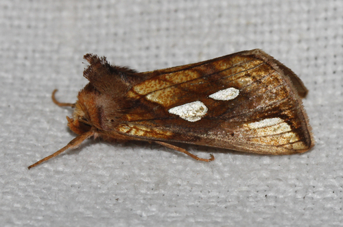 Plusia festucae