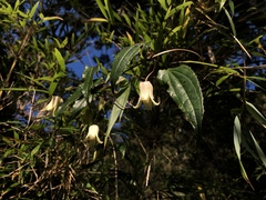 Clematis henryi