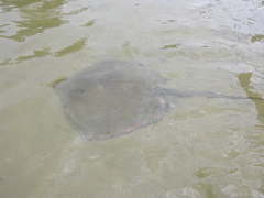 Hemitrygon fluviorum