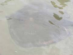 Hemitrygon fluviorum