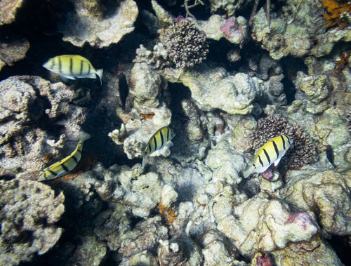 Convict Surgeonfish, Carnarvon, WA, Australia, photo 10 of 10