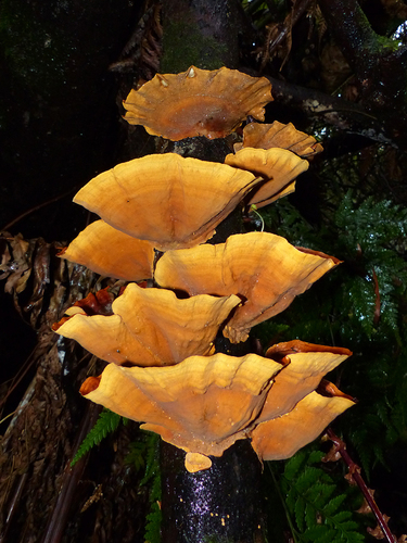 False Turkey-Tail