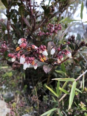 Pieris japonica taiwanensis