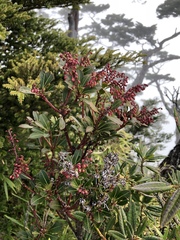 Pieris japonica taiwanensis