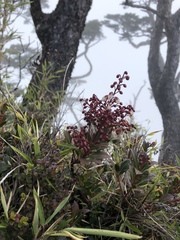 Pieris japonica taiwanensis