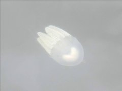 Acromitus flagellatus