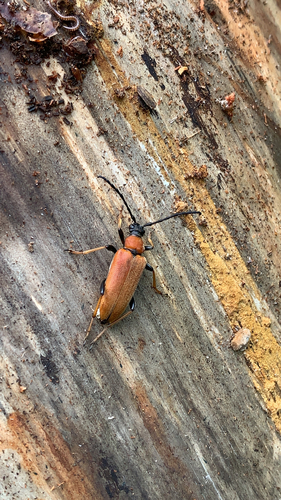 Red Pine Longhorn Beetle, Huijbergen, photo 7 of 10