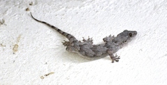 Hemidactylus platycephalus