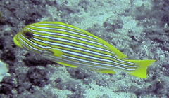 Plectorhinchus polytaenia