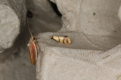 Psaroxantha basilica