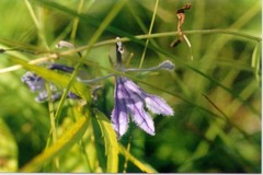 Lobelia sessilifolia
