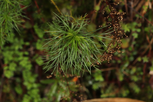 Artemisia morrisonensis iNat (1)