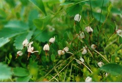 Vaccinium microcarpum