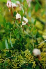 Vaccinium microcarpum