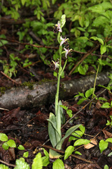 Ophrys oestrifera