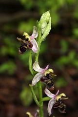 Ophrys oestrifera