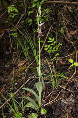 Ophrys oestrifera