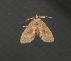 Scolecocampinae