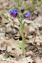 Pulmonaria angustifolia