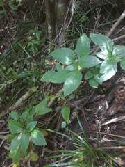 Lobelia physaloides