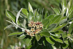 Pyrus elaeagrifolia