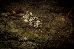 Barea eucapnodes