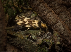 Barea euprepes