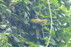 Ploceus brachypterus