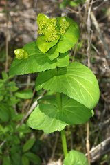 Smyrnium perfoliatum