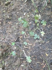 Ranunculus amphitrichus